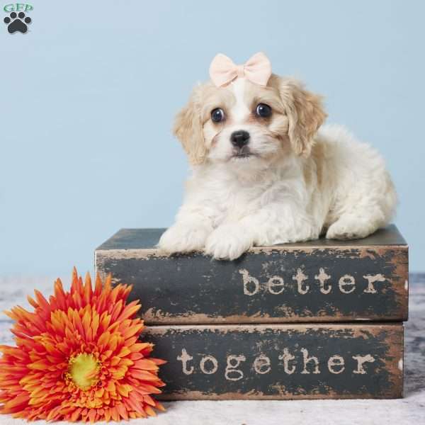 Grace, Cavachon Puppy